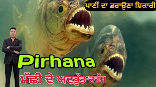 Pirhana fish attack in real lifeਪਿਰਾਨਾ ਮੱਛੀ ਦੀ ਖਤਰਨਾਕ ਦੁਨੀਆਂ [upl. by Memberg]