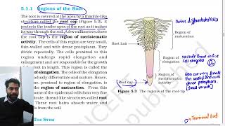 Morphology of flowering plants  Class 11th Biology NCERT chapter 5 line by line explanation [upl. by Eatnhoj]