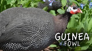 Guinea Fowl Sound the Alarm [upl. by Nyvlem]