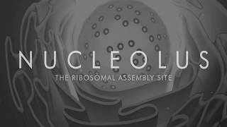 The Nucleolus the Ribosomal Assembly Site [upl. by Behka]