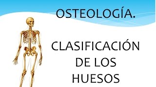 Osteología Generalidades de los huesos [upl. by Aliahs]