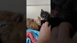 Tiny Kittens Hissing [upl. by Savihc]