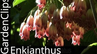 RedVeined Enkianthus  Enkianthus campanulatus  How to grow Enkianthus [upl. by Annawahs]