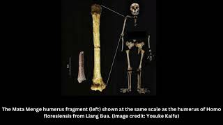 Archaic human hobbits were even shorter than we thought 700000yearold teeth and bone reveal [upl. by Edmon]