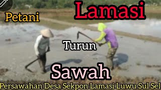 Petani Lamasi Turun Sawahpersawahan Desa Sekpon Lamasi Luwu Sul SelMitro Kelik [upl. by Heer]