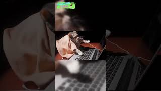 Cute Cat Typing Very Fast 🐾💻😻 cutepets shortvideo cat [upl. by Atiekram753]