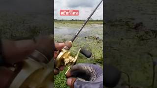 daiwa carpfishing fishing lure sonic streetfishing snakeheadfish shimano ตกปลา [upl. by Aloel]