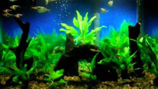 15 Gallon Fish Tank [upl. by Lleval]