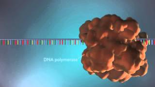 DNA replication  3D [upl. by Naret]