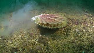 King Scallop Escape Swimming [upl. by Sianna]