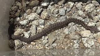 Víbora aspid Vipera aspis La serpiente más venenosa de España GONZALO [upl. by Eisdnil681]