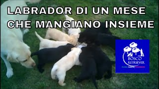 Pappa cuccioli di labrador di un mese che mangiano insieme [upl. by Aigil]