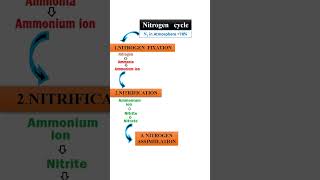 Nitrogen cycle within 60 seconds [upl. by Westlund]