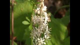 Foam flower Tiarella cordifolia [upl. by Greeson]