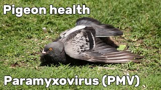 Pigeon Paramyxovirus PMV1  Pigeon Health Episode 2 [upl. by Shelman]