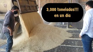 Almacenamiento y manejo de grano de maíz Cultivo de maíz  reciba de cosecha temporada 2020 [upl. by Salman]