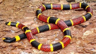 10 Serpents Exotiques Uniques Dans Le Monde [upl. by Onidranreb]