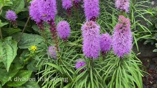 In Blooms amp Deadhead For Liatris Gay Feathers quotBlazing Starquot 4K July 22 [upl. by Ynohtnaed893]