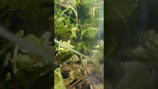 community tank with pygmy Corys green neon tetras rasbora axelrodi  hunting [upl. by Howenstein]