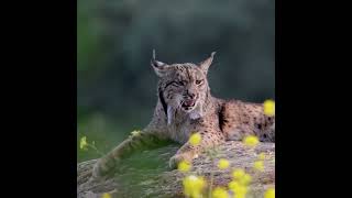 PHOTOGRAPHING THE ELUSIVE IBERIAN LYNX [upl. by Lamrouex]