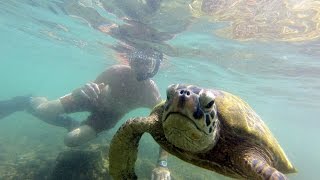 Snorkeling with Turtles near Disneys Aulani Resort  Oahu Hawaii [upl. by Namsu785]