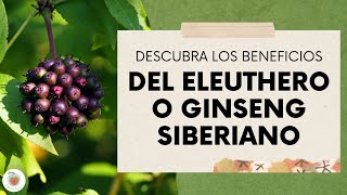 ELEUTHERO o GINSENG SIBERIANO Descubre sus muchos BENEFICIOS [upl. by Aleuqahs318]