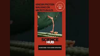 Kinesin protein walking on microtubules  Science Hub sciencehub biology cellbiology enzymes [upl. by Leavy]