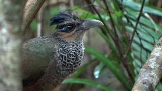 Scaled Groundcuckoo Neomorphus squamiger [upl. by Mcarthur]