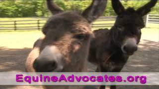 30 second Equine Advocates PSA with Bebe Neuwirth [upl. by Siuol92]