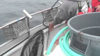 Albacore Tuna Fishing in Washington [upl. by Janie]