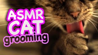 ASMR Cat  Grooming 46 [upl. by Idnor744]