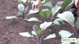 How to Grow Cabbage  A Step by Step Guide [upl. by Sanfourd]