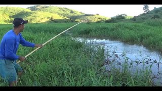 Nesse brejo quando a isca cai na água a puxada é brut Pescaria caipira [upl. by Purvis]