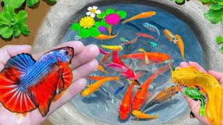 550 min go searching colorful aquarium fish koi fish molly fish betta fish Channa fish catfish [upl. by Aihsatan842]