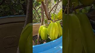 Carambola commonly called start fruit is a nutritious fruit and can be easily grown at home [upl. by Eeliram]