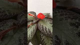 EPISCIA LINDAhouseplants suculentas indoorplants plantaslindas [upl. by Reimer]