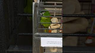 Hahns Macaw  RedShouldered Macaw For Sale In UK Pet Shop  Very Cute Green Parrot [upl. by Wordoow]