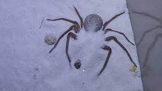 ￼Dangerouswildarachnids ￼a six eyed sand spider sees a moth and quickly hides under the sand [upl. by Manolo]