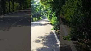 The Green Avenue 😌🛣️🌳🌞☺️nature music love song green avenue explore musica [upl. by Anuhsal]