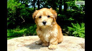 Morkie Facts  Puppies and Full Grown Dogs [upl. by Alatea]