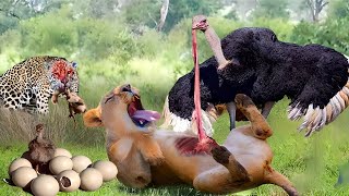 The Brave Ostrich Fights Cheetah Hyenas And The Lion To Protect Baby Birds Ostrichs Harsh Life [upl. by Ennovahc]