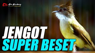 MASTERAN CUCAK JENGGOT GACOR BESETAN RAPET SUPER WENAK [upl. by Enutrof572]