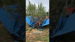 M6 Shaker For Almond Harvest  Made By TOPAVI Spain  farming agriculture [upl. by Dich]