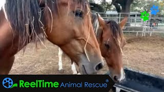 From Seizure to Sanctuary The Latest Update on the Bastrop Gang  Meadow Haven Horse Rescue [upl. by Annayad792]