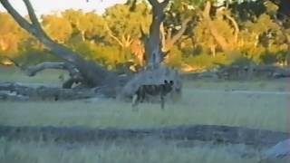 African Wild Dog Hunting In The Camping Area [upl. by Inwat]