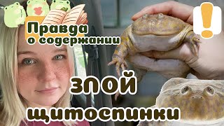 Баджита содержание и уход Злая щитоспинка Мемный монстрик [upl. by Leahplar]