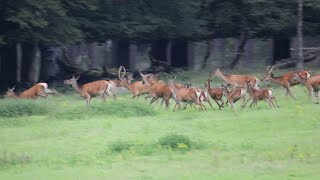 a herd of red deer running for safety on the veluwe [upl. by Haida441]