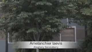 Amelanchier laevis Allegheny Serviceberry [upl. by Ahseinod]