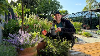 6 Easy Perennials to Take Cuttings From in June  Perennial Garden [upl. by Elephus714]