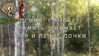 ОСИНА СМЫВАЕТ ПАМЯТЬ СНИМАЕТ ЖАР И ЛЕЧИТ ПОЧКИ [upl. by Obel37]